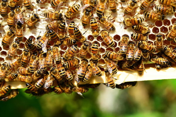 honey-bees-bees-hive-bee-hive