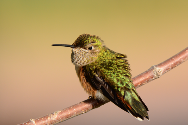 hummingbird by Doug Flin
